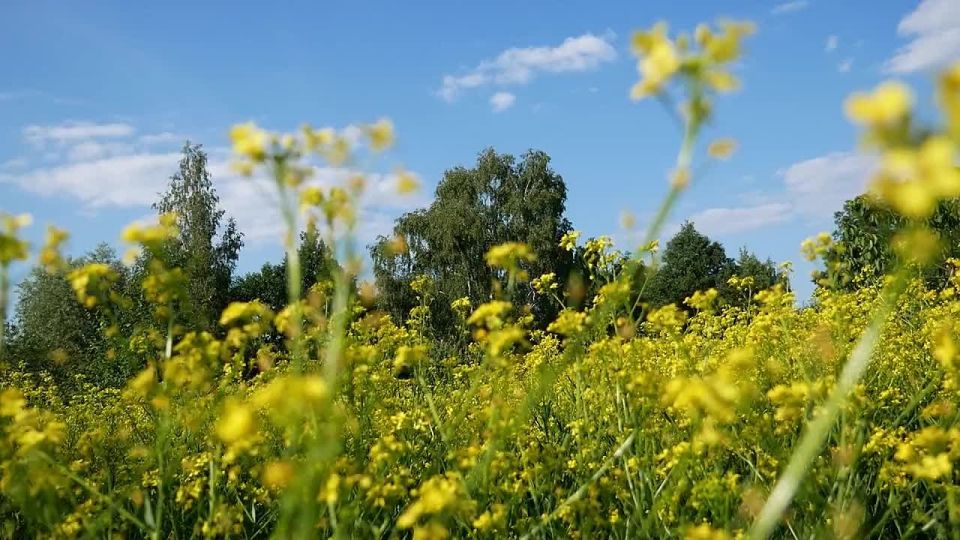 Погода на телеканале 6ТВ 28.07.2025г