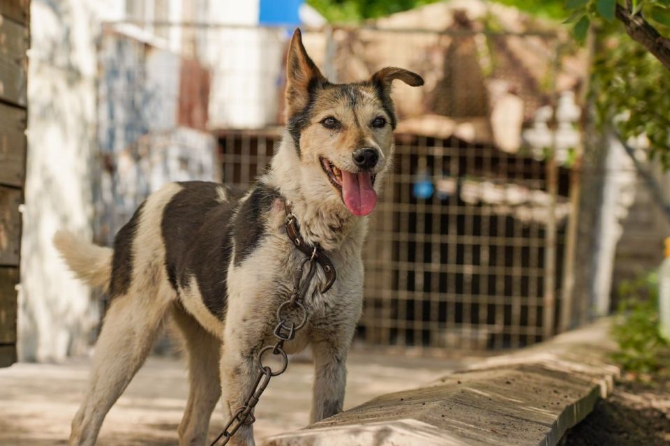 Волонтеры доставили 2 тонны питьевой воды в Донецкую больницу и приют для животных, где не было подачи воды несколько дней Волонтеры доставили 2 тонны питьевой воды в Донецкую больницу и приют для животных, где не было подачи воды несколько дней