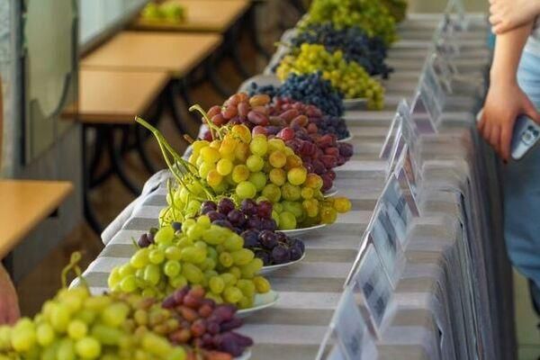 В Донецке возродят выставку «Виноград Донбасса» после четырехлетнего перерыва