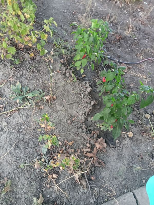 Иван Приходько: В поселке, расположенном в Калининском районе Горловки, сегодня прошла плановая инспекция, направленная на контроль использования воды частными потребителями Иван Приходько: В поселке, расположенном в Калининском районе Горловки, сегодня прошла плановая инспекция, направленная на контроль использования воды частными потребителями