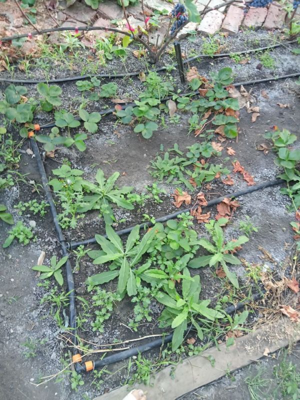 Иван Приходько: В поселке, расположенном в Калининском районе Горловки, сегодня прошла плановая инспекция, направленная на контроль использования воды частными потребителями Иван Приходько: В поселке, расположенном в Калининском районе Горловки, сегодня прошла плановая инспекция, направленная на контроль использования воды частными потребителями