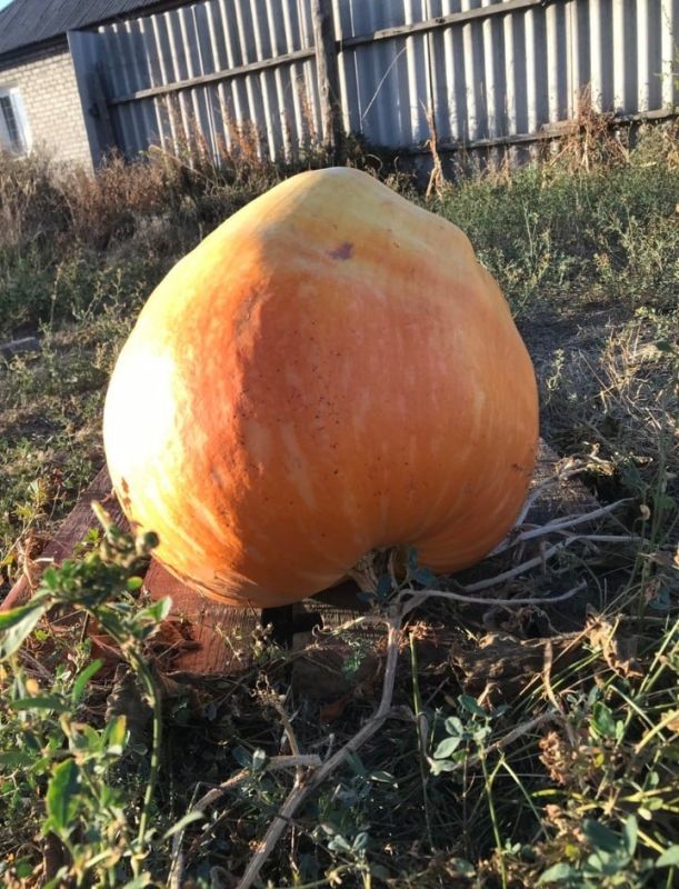 Весит почти 34 килограмма: тыква-богатырь из Горловки участвует в конкурсе гигантских овощей