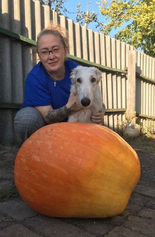 Главное - участие: горловчанка Светлана Парфенова и ее тыква “Володя” отмечены в номинации “За волю к победе”