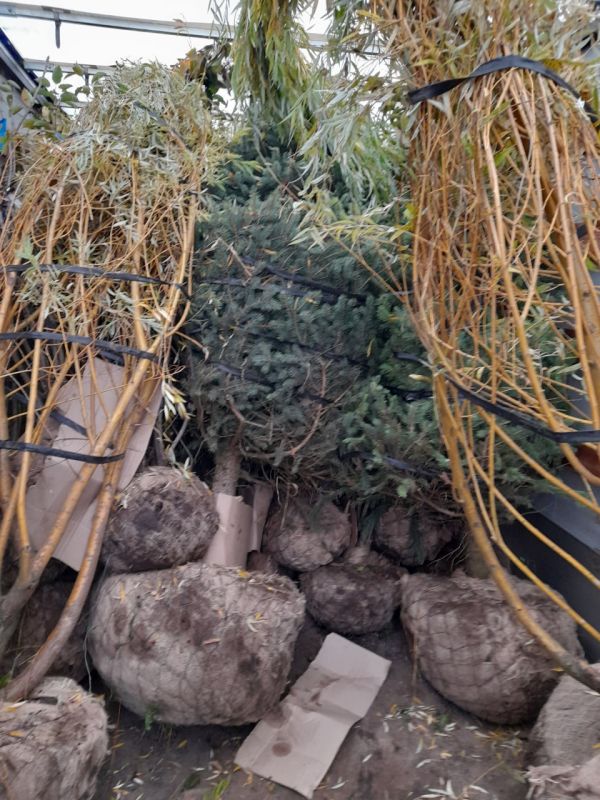 Иван Приходько: Заместитель руководителя аппарата общероссийской общественной организации «Парки России» Дарья Казьмина доставила в Горловку около 900 единиц саженцев, которые в течение недели были высажены в парке культуры... Иван Приходько: Заместитель руководителя аппарата общероссийской общественной организации «Парки России» Дарья Казьмина доставила в Горловку около 900 единиц саженцев, которые в течение недели были высажены в парке культуры...