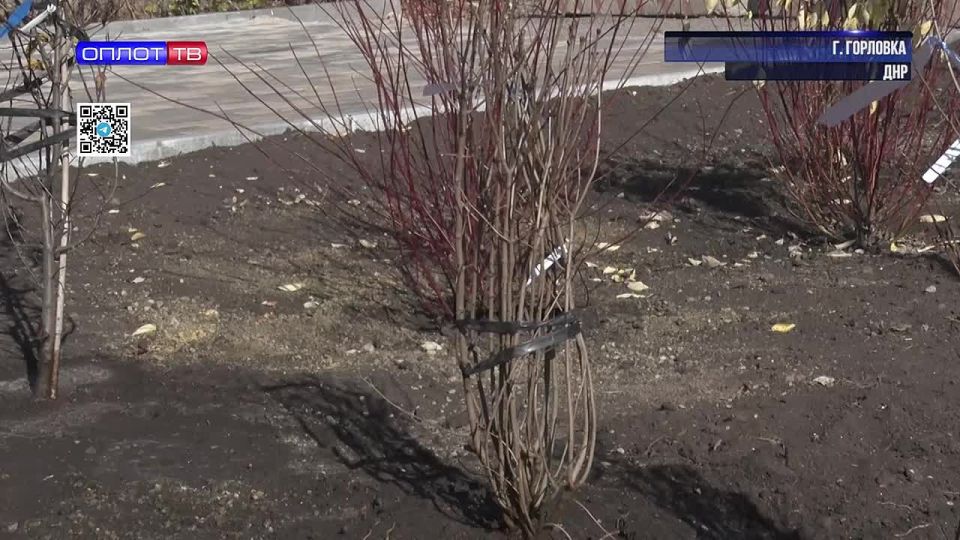 В Горловке высадили новые деревья