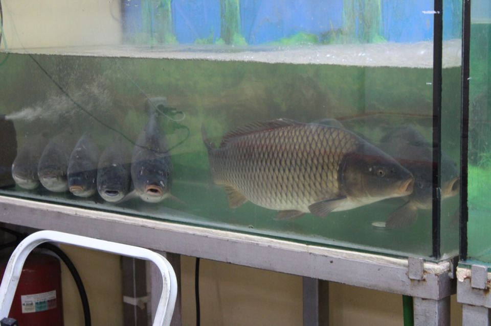 ���� ���������: ��������� ��������� �������� ����������� �������� ���� ��������� � ����������-��������� ������ ��������