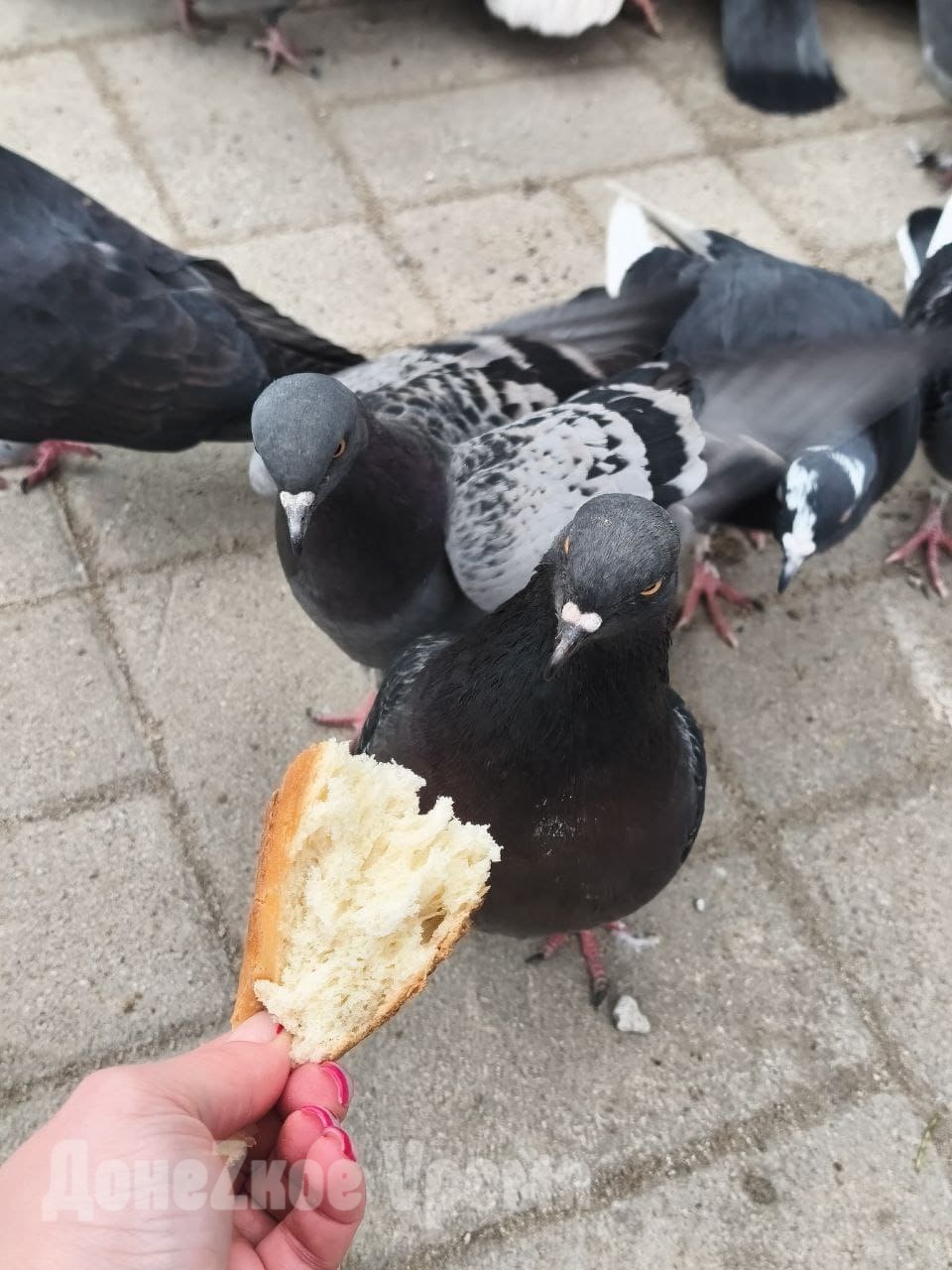 “Давайте, клевайте”: горловчанка Аделина рассказала, почему всегда подкармливает голубей “Давайте, клевайте”: горловчанка Аделина рассказала, почему всегда подкармливает голубей