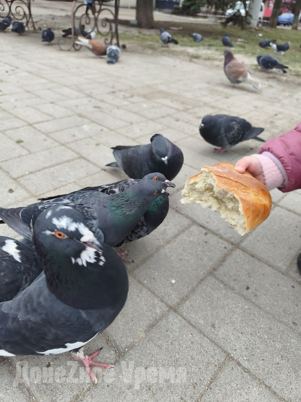 “Давайте, клевайте”: горловчанка Аделина рассказала, почему всегда подкармливает голубей “Давайте, клевайте”: горловчанка Аделина рассказала, почему всегда подкармливает голубей