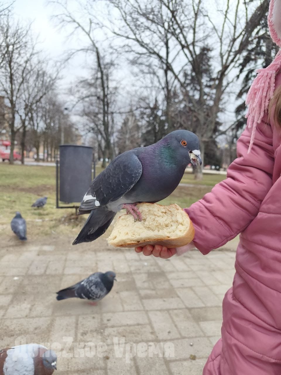 “Давайте, клевайте”: горловчанка Аделина рассказала, почему всегда подкармливает голубей “Давайте, клевайте”: горловчанка Аделина рассказала, почему всегда подкармливает голубей