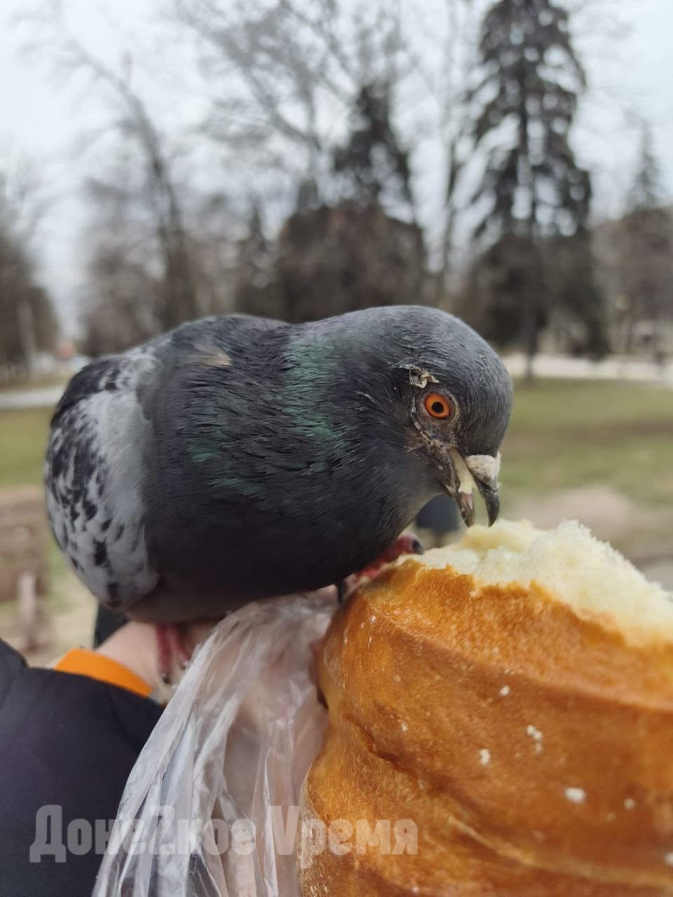 “Давайте, клевайте”: горловчанка Аделина рассказала, почему всегда подкармливает голубей “Давайте, клевайте”: горловчанка Аделина рассказала, почему всегда подкармливает голубей