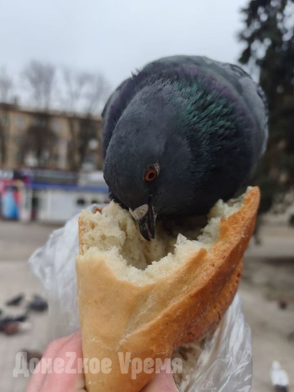 ��������, ��������: ����������� ������� ����������, ������ ������ ������������� �������