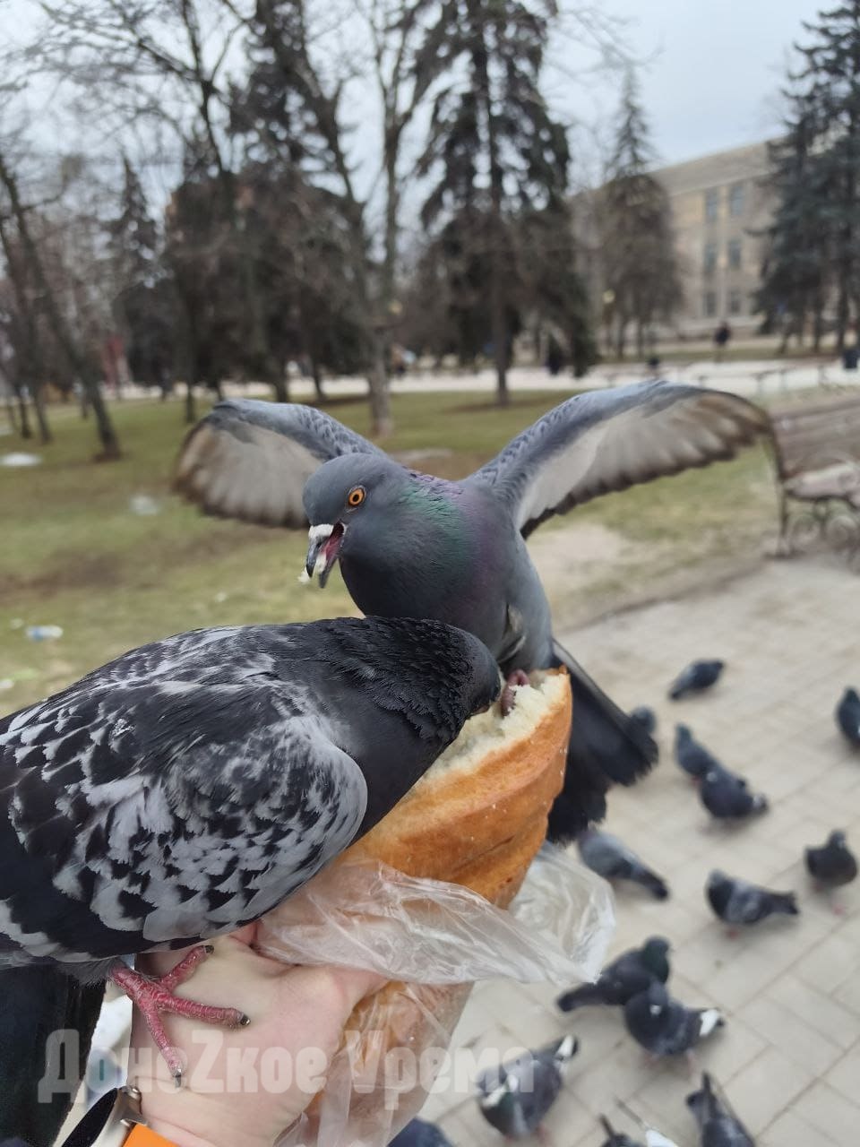 “Давайте, клевайте”: горловчанка Аделина рассказала, почему всегда подкармливает голубей “Давайте, клевайте”: горловчанка Аделина рассказала, почему всегда подкармливает голубей