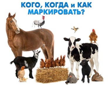 Памятка по маркированию и учету сельскохозяйственных животных