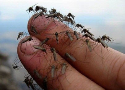 ������� ������������� ��������, ������������ ��������