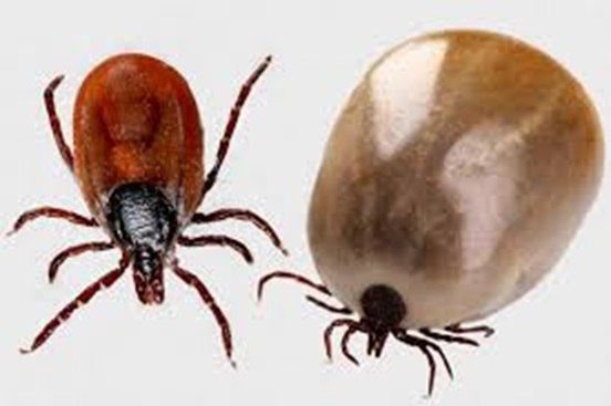 ������� �� ������������ ������������ �����������, ������������ ���������� �������