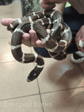 ��������� ���������, ��������� ����, ���������� � �������: � �������� ������� �������� �������� ������������ ��������