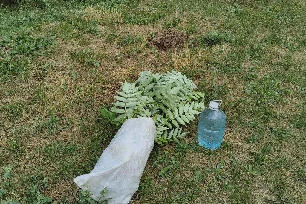 Дворы Горловки преображаются: высажены новые деревья и кустарники Дворы Горловки преображаются: высажены новые деревья и кустарники