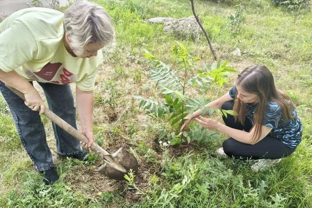 Дворы Горловки преображаются: высажены новые деревья и кустарники Дворы Горловки преображаются: высажены новые деревья и кустарники