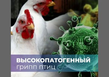 Высокопатогенный грипп птиц